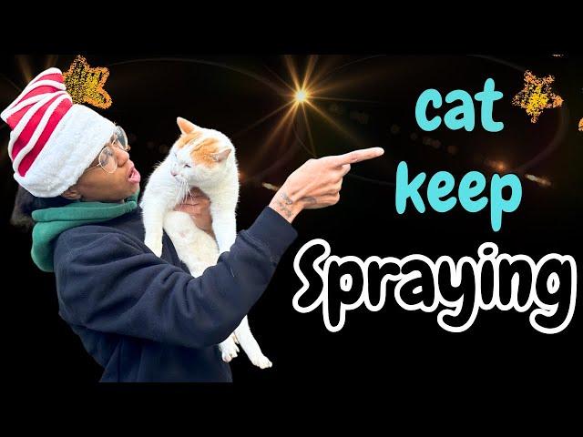 Cat Caught Spraying | Cat Becoming a Problem