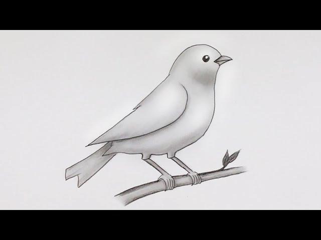 Simple Bird Drawing | Easy Pencil Sketch and Shading #drawing