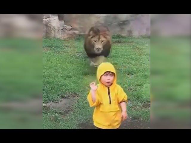 Lion Lunges at Boy at Zoo in Japan