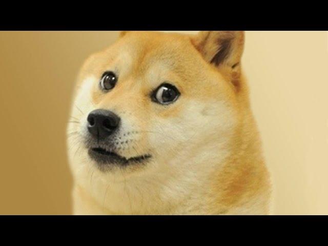 Doge Tycoon | Roblox