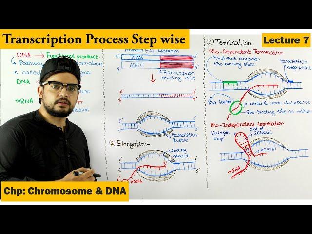 Transcription | Gene Expression | Lecture 7