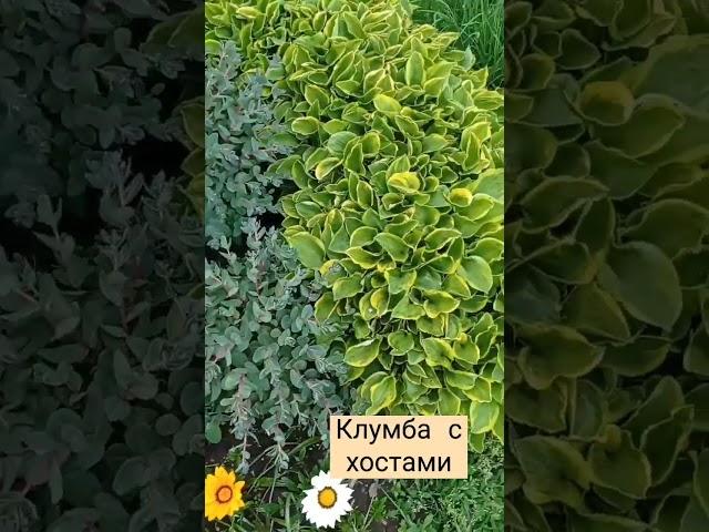 клумба с хостами #бордюр #клумба #клумбасхостами #хоста #goldenteara #желтыйкрай