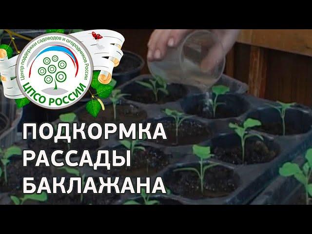 Как и чем подкормить рассаду баклажан. Выращиваем баклажаны.