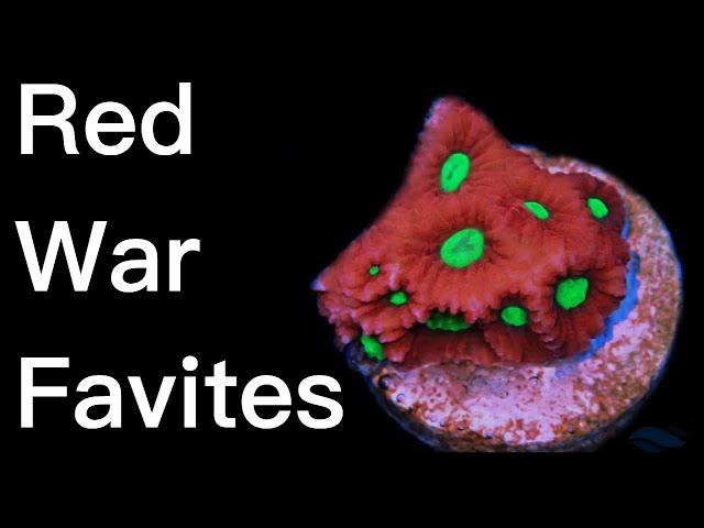 Red War Favites Frags