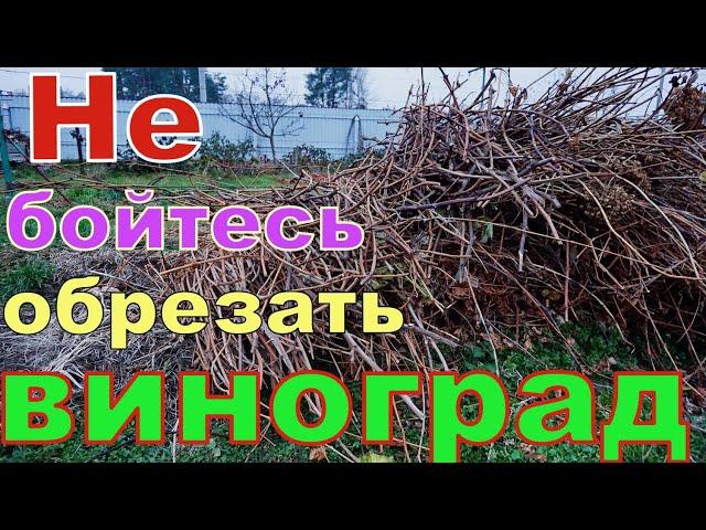 Виноград .Обрезка лозы на урожай. Разные  способы обрезки .