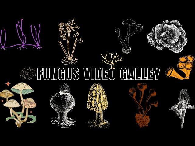 25 Common Fungus: Exploring Nature | Examples of 25 Fungi #biologyexams4u