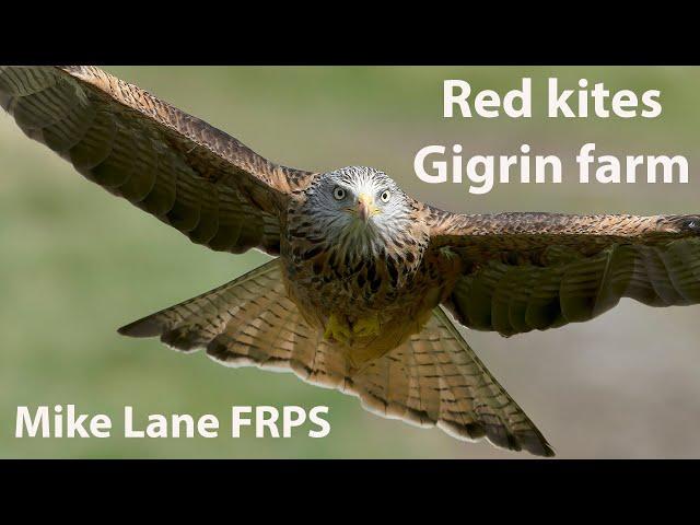 Red Kites with the OM-1 at Gigrin Farm. The camera is growing on me.