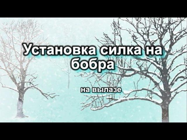 Установка силка на бобра на вылазе