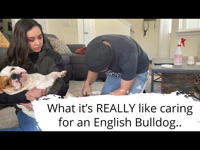 What it's REALLY like caring for an English Bulldog