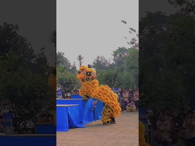 BARONGSAI SALTO