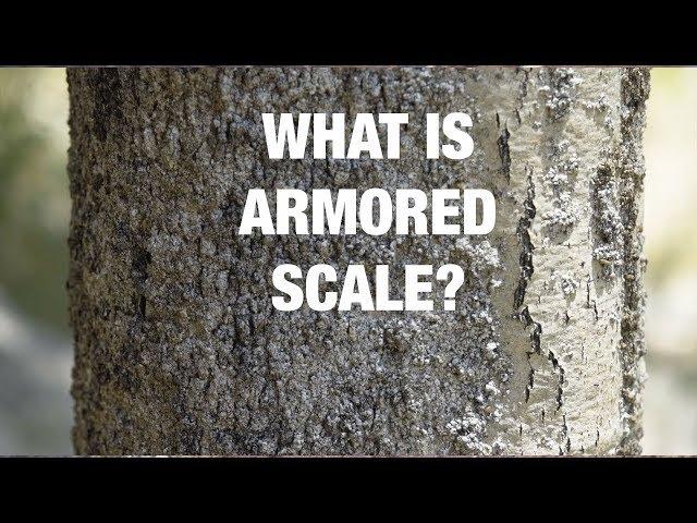 What Is Armored Scale? - Preventive Tree Care