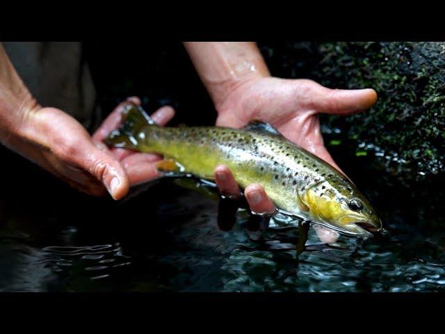 Pêche des Salmonidés en centre Bretagne