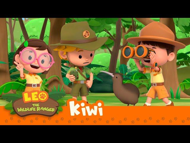 Kiwi | What is the kiwi looking for? | Leo the Wildlife Ranger | Animation for Kids