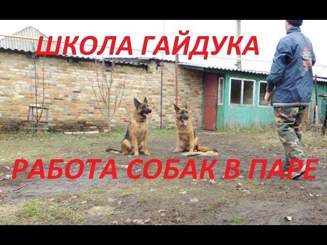 Работа собак в паре. Дрессировка собак. "Школа Гайдука".