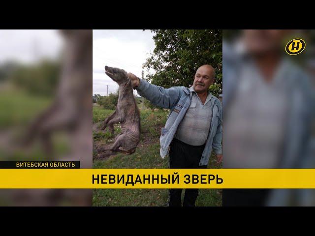 Чупакабра вернулась? Кто кошмарит деревню на Витебщине