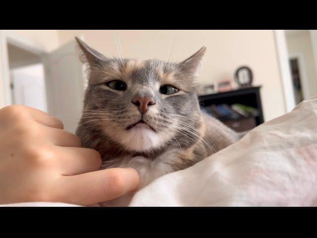 ASMR cat purring  (lofi, no talking)