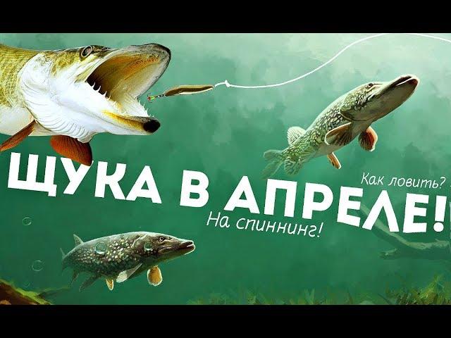 Как ловить щуку весной в апреле на спиннинг?+Секреты ловли щуки в апреле!