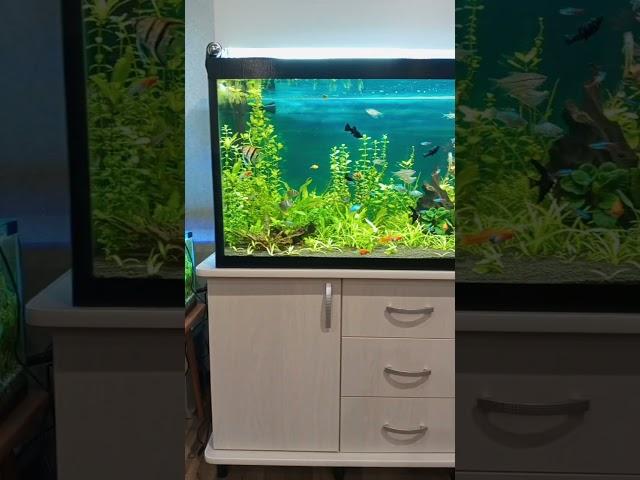 #мои #аквариумы #аквариумистика #рыбки #aquarium #aquascape #домашнийаквариум