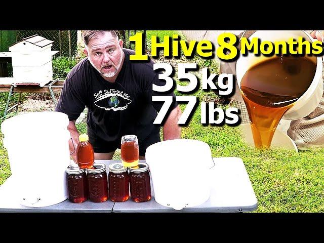 How to Grow a TON of HONEY with ONE Beehive in Just 8 Months!