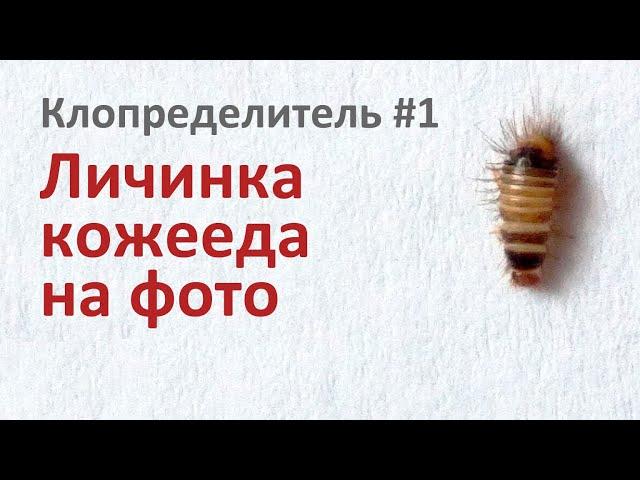 Клопределитель #1: Личинка кожееда на фото