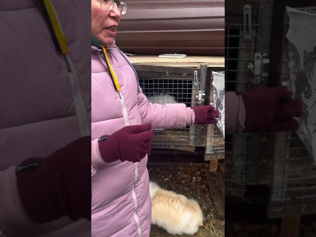 Разведение кроликов с нуля / клетки для кроликов  #кролики #разведение #кролиководство