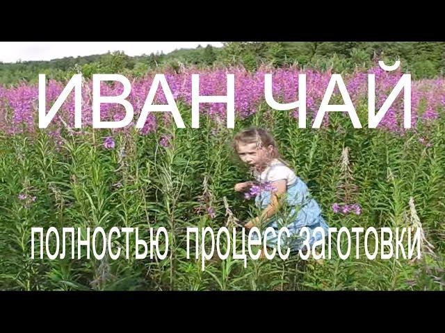 Мой рецепт заготовки Иван Чая в подробностях