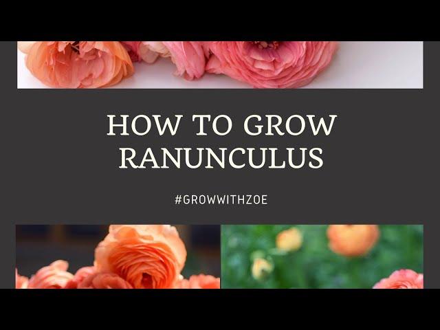 Grow-A-Long Part 1 How to grow Ranunculus