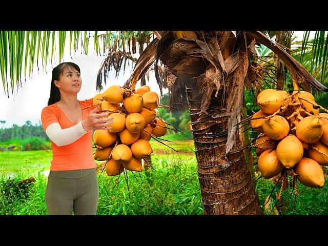 Harvesting Coconut Goes To Countryside Market Sell - Farm Life | Phuong Daily Harvesting