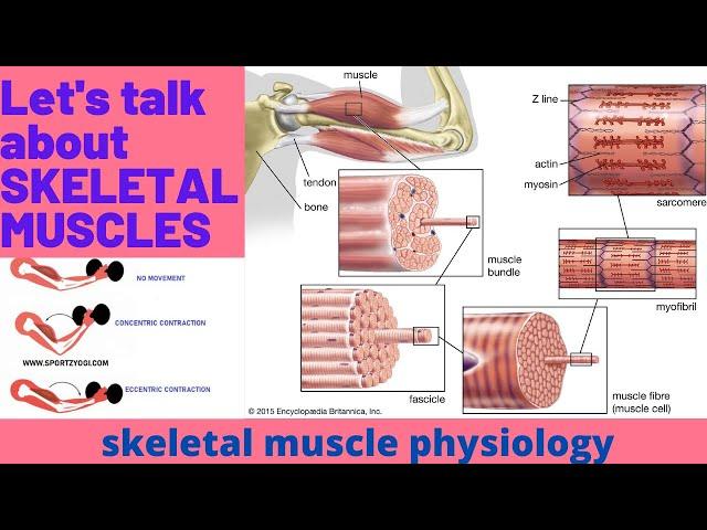 SKELETAL MUSCLES BASICS AND CONTRACTION BY RANA MUHAMMAD NOMAN PART 1