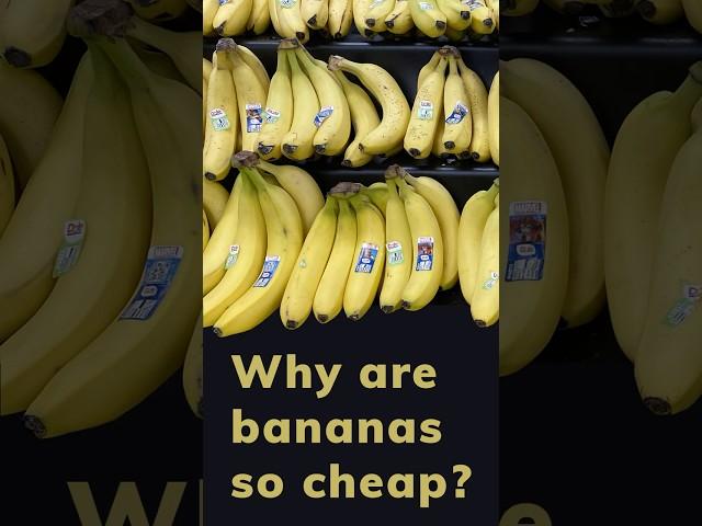 Why are bananas so cheap? 