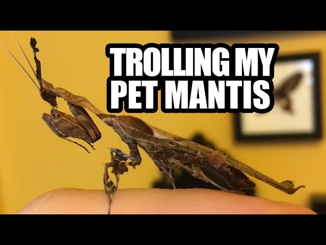 Trolling My Pet Mantis