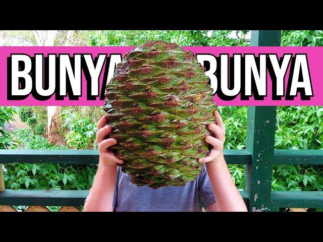 BUNYA BUNYA - I Tried Nuts That Dinosaurs Once Ate (and made hummus with them)