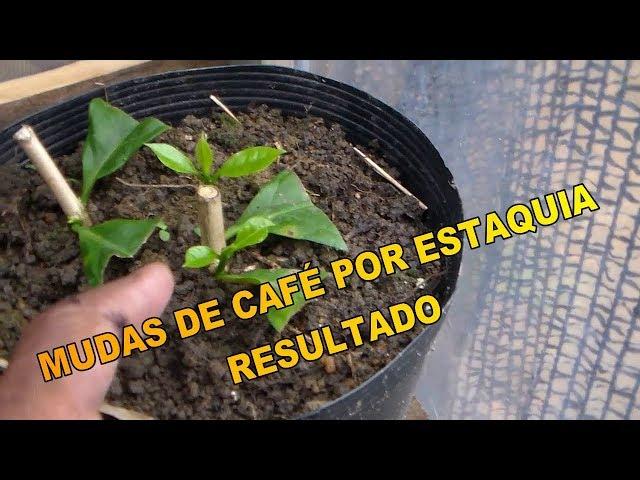 como fazer mudas de café por estaquia veja o resultado  Americo  Brazil  informa1