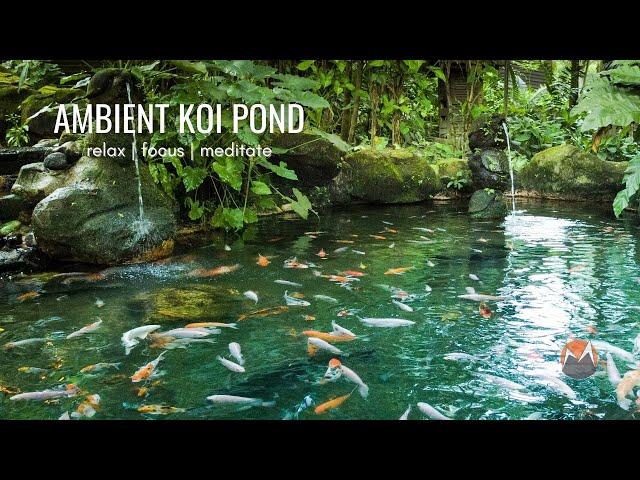 Koi Fish Pond  | Calm Flowing Water & Ambient Nature Sounds [Relax, Focus, Meditate, Sleep]