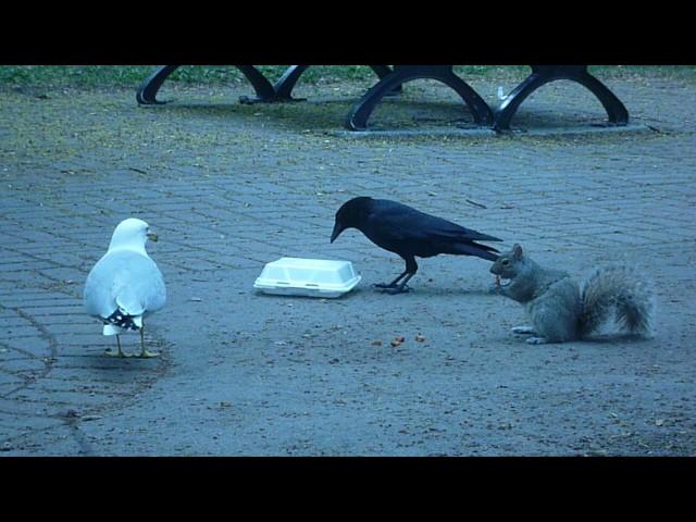 A Crow, a Squirrel and a Seagull Eat French Fries