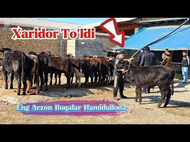 Arzonchi Hamidullodan Puli Arzon Yosh Ko'chat Novvoslar 4-mart, 2025