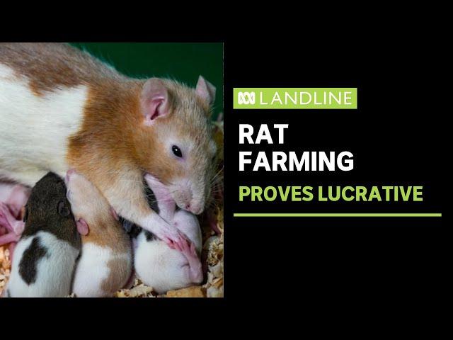 Rat farming sets former dairy farmer up for retirement | Landline | ABC News