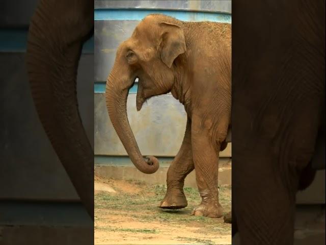 Азиатский слон -20 Московский зоопарк #shorts Asian elephant Moscow zoo