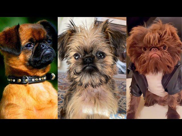 Brussels griffon | Funny and Cute dog video compilation in 2022.