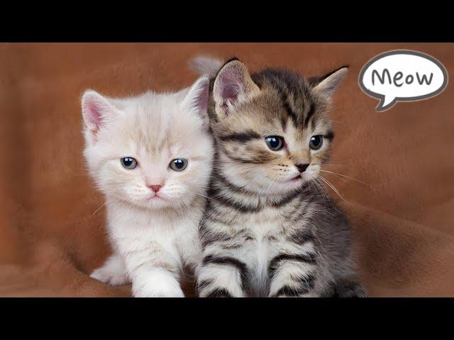 Cute Baby Cat Sound  | Cat Sounds | Cat Voice