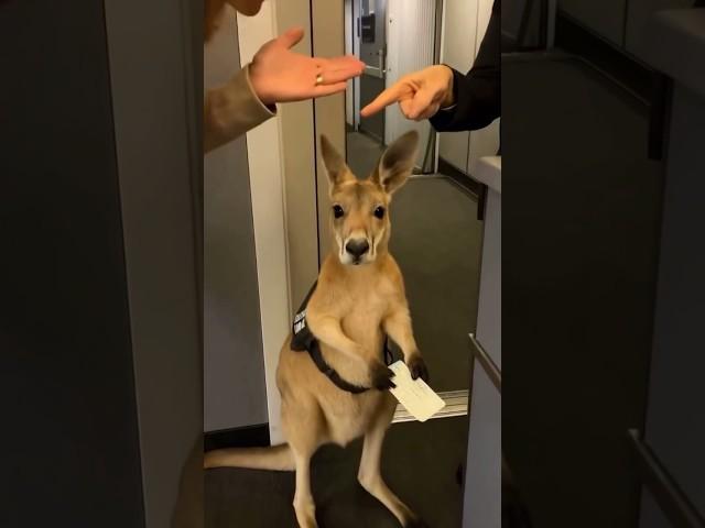 They wouldn’t let the support KANGAROO on the airplane 
