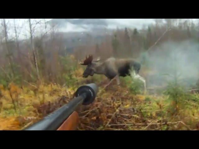 MOOSE HUNTING WITH DOG! Охота на лося с собакой!