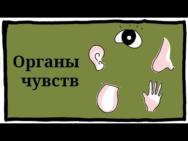 Органы чувств | Окружающий мир | 3 класс