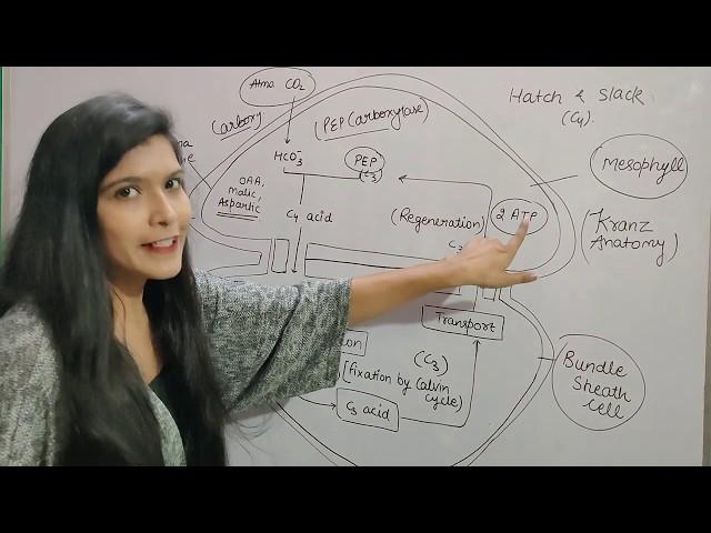 Ch-13 Photosynthesis L-03 || C4 cycle || Hatch and slack Pathway || Dark reaction || Class 11 Neet