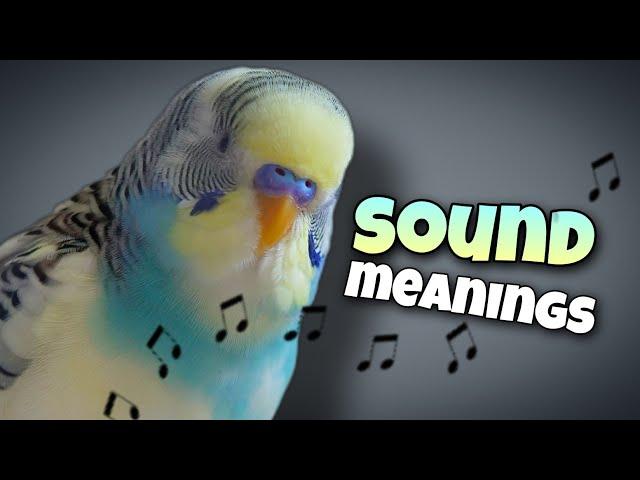 Parakeet Sounds and Their Meanings 