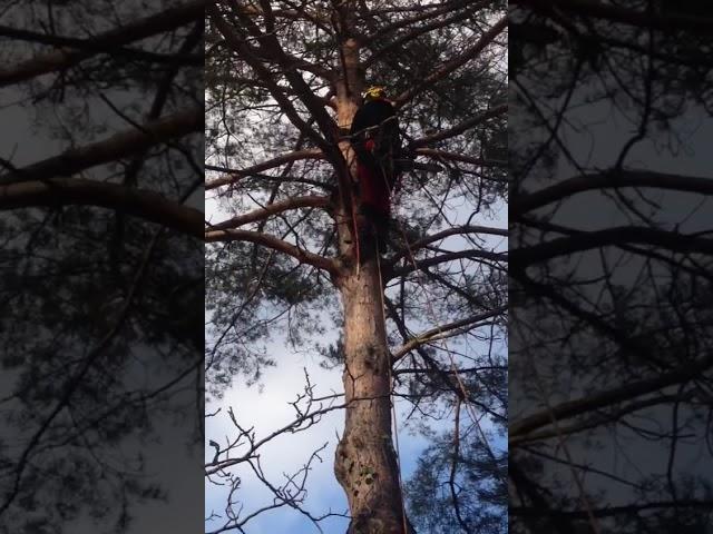 Baum fällen WhatsApp Video 2018 01 27 at 17 07 10