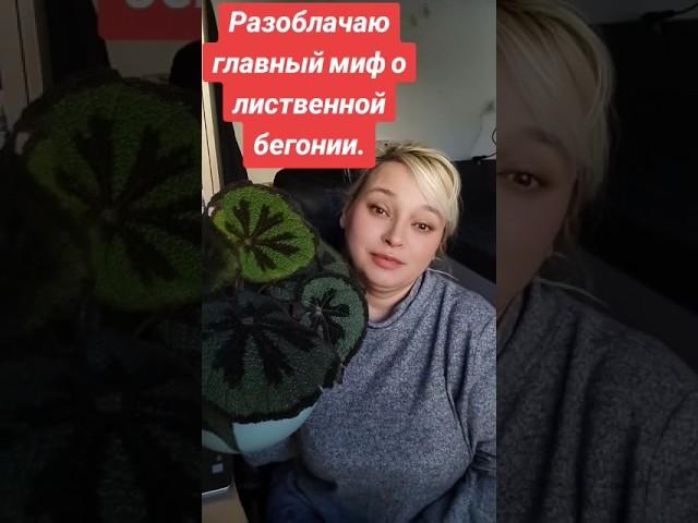 Бегонии – сложно и не для новичков? Ха! Сейчас докажу обратное #begonia   #доглядзабегонією #бегония