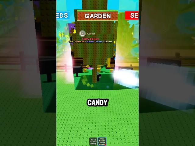 Giving away Candy Blossoms in Grow A Garden #growagarden #roblox