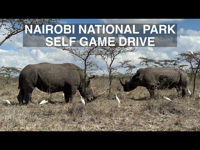 Self Game drive | Nairobi National Park | Safari adventure #travel #africa #lifestyle #kenya