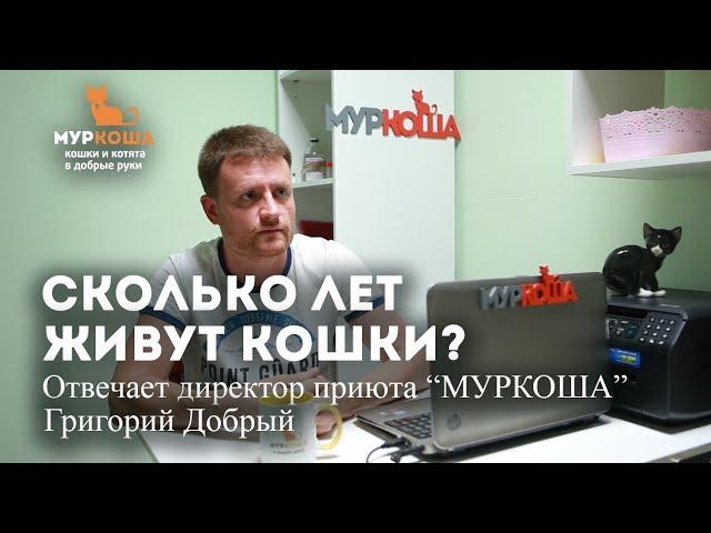 Возраст кошек. Сколько живут?